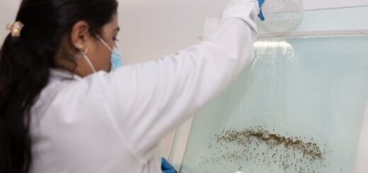 Brazil Establishing Mosquito Factory